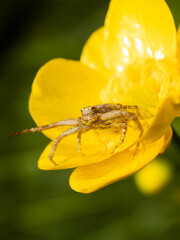 Spider in a flower.