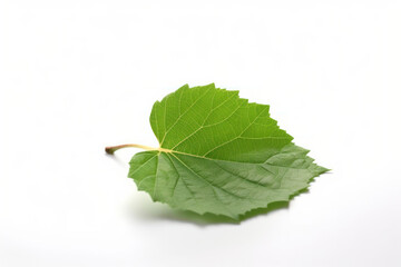 Obraz premium A single green leaf with a crisp and bright texture isolated on a white background. AI Generative.