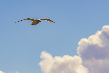 Scenic view of a seagull in flight in the blue sky