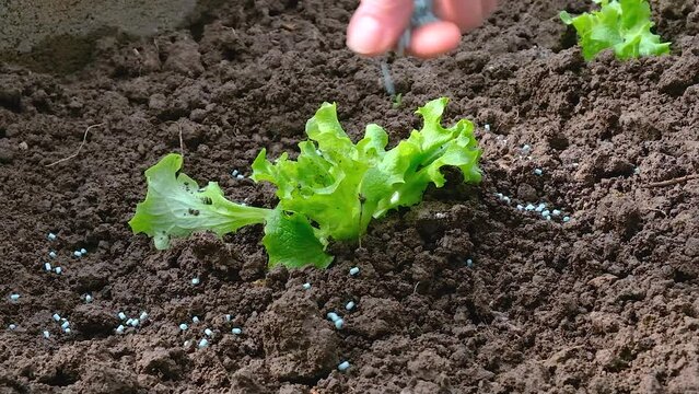 Treatment of beds with lettuce with a drug from slugs in the garden
