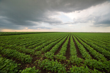 Fototapeta na wymiar Soybean field ripening at spring season, agricultural landscape