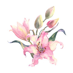 Delicate pink lilies. Watercolor illustration, composition of flowers on a white background. Design element for scrapbooking, Invitations,greeting card, journals, decoupage, weddings, birthdays.