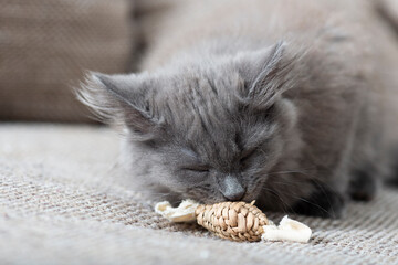Junge Sibirische Katze mit einem Katzen Spielzeug