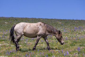 a beautiful wild horse in the Pryor Mountains Montana in summer