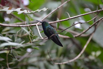naturaleza