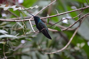 naturaleza
