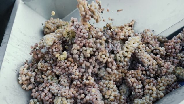 Wine factory, grape processing metal machine squeezing. Making Wine At Winery Grape sheller at the work with white grapes.