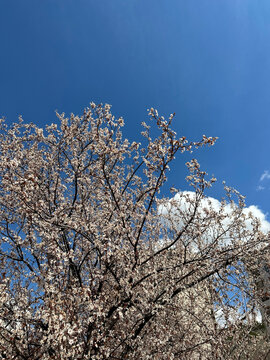 A tree whose leaves come out with the arrival of spring