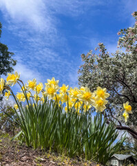 daffodils in the sky