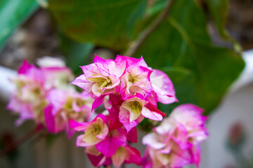 Blooming Bougainvillea planted in the garden