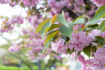 満開の八重桜と木