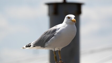 Obraz premium Closeup shot of a white seagull at the port of Travemuende on a blurred background