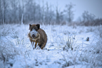 Wildschwein im Winter