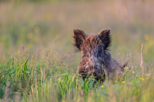 Sichernde Bache im Gras