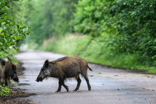 Wildschwein auf der Stra&szlig;e
