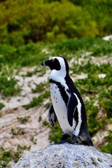 Pinguin Boulders Beach Südafrika