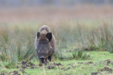 Wildschwein im Feld