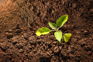 Young green sprout growing from soil top view. Fertilized soil from recycled waste. The concept of environmental protection.