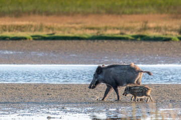Altes Wildschwein mit Frischling