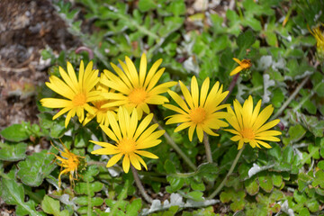 ワタゲハナグルマ