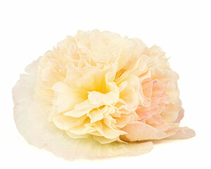 Cream mallow flower isolated on white background