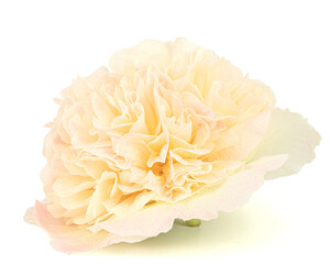 Cream mallow flower isolated on white background