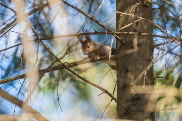 wild squirrel on a branch in the forest
