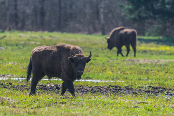 outdoor bison in the wild