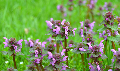 Obraz premium Natural wide angle closeup on a purple archangel, dead-nettle, Lamium purpureum