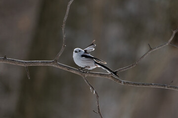 シマエナガ  Long-tailed tit　雪の妖精 Snow Fairy 