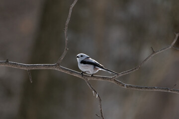 シマエナガ  Long-tailed tit　雪の妖精 Snow Fairy 