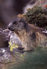 Marmotta delle Alpi (Marmota marmota) Marmot of the Alps