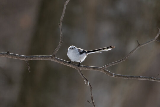シマエナガ  Long-tailed tit　雪の妖精 Snow Fairy 