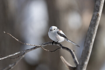 シマエナガ  Long-tailed tit　雪の妖精 Snow Fairy 