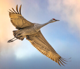 Sandhill Crane (Antigone canadensis) in Flight