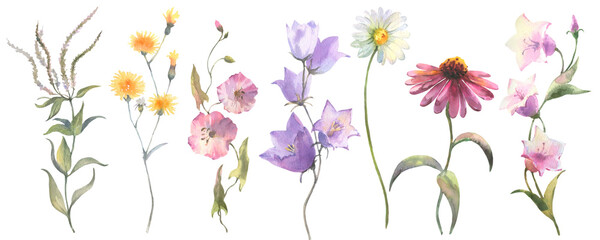 Beautiful floral set with watercolor hand drawn summer wild field flowers. Set of floral elements, watercolor botanical illustration isolated on white background