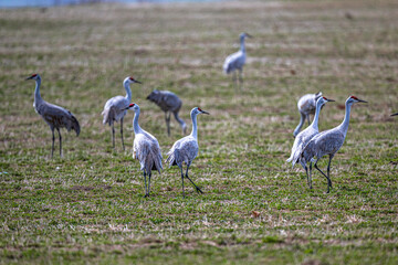 Sandhill Cranes (Antigone canadensis) on a Field