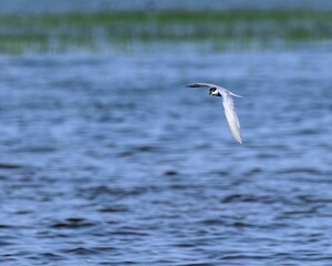 Fototapeta na wymiar River tern flying over a lake in search of food in blue sky