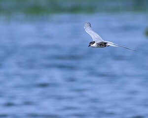 River tern flying over a lake in search of food in blue sky