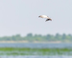 River tern flying over a lake in search of food in blue sky