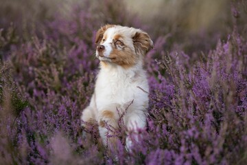 Closeup of an Australian Shepherd puppy in a lavender field