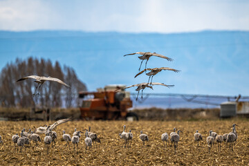 Sandhill Cranes (Antigone canadensis) Landing on a Field