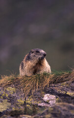 Marmotta delle Alpi (Marmota marmota) Marmot of the Alps