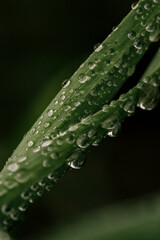 water drops on a green grass