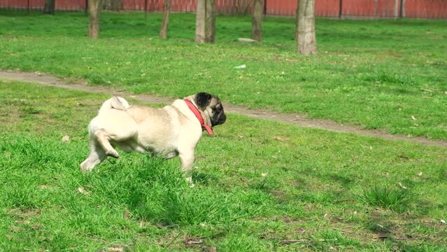The pug pees in the park on the grass and digs the ground. Walking pets, the dog peeing