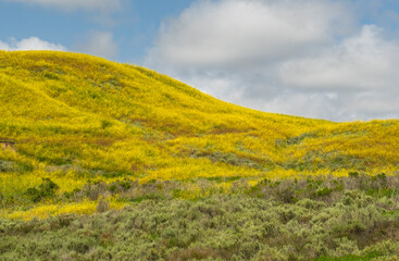 Mustard Hill And Cloudscape