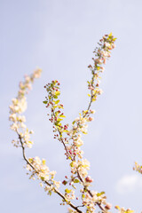 Plantes vertes décoratives et naturelles