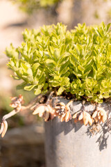 Plantes vertes décoratives et naturelles