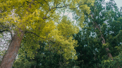 tree in the forest