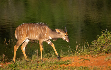 Juvenile Greater kudu bull approaches a dam on Kudusfontein farm, North West. Horn development provides insignt into the age of an indivuidual (in this case approximately 9 months).
